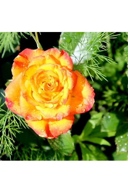 Троянда Сонечко з насичено-жовтими пелюстками